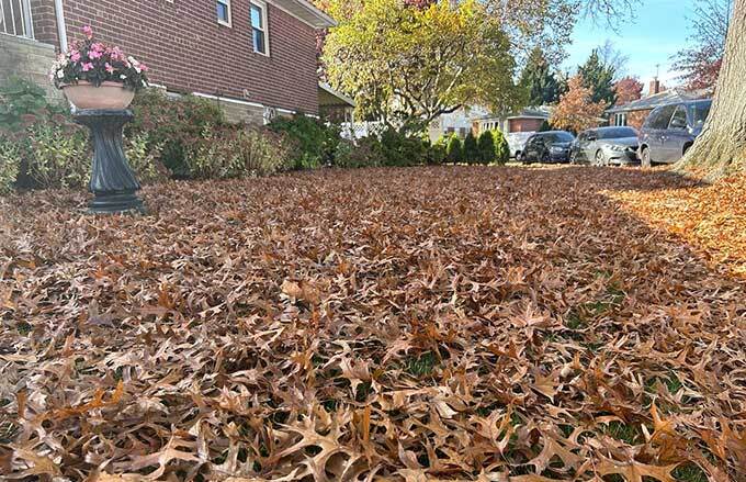 Lawn covered with leaves in need of a leaf removal service