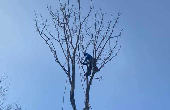 Landscaper removing branches up high in a tree