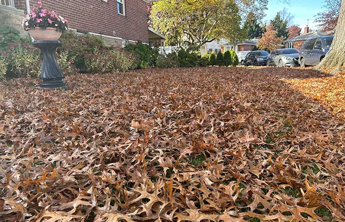 Fall leaf cleanup